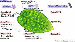 Communicable Diseases for AQA 91 GCSE Biology and Trilogy Combined Science [upl. by Adnamor]