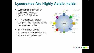 Protein Trafficking 6 Coated Vesicles Endosomes and Lysosomes [upl. by Leak886]