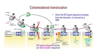 Cotranslational Translocation Protein Targeting to Endoplasmic Reticulum [upl. by Lauro]