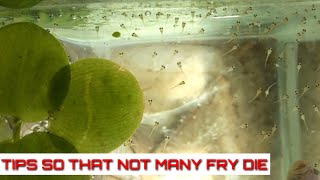 How To Breed Betta Fish Part 3 The Eggs Hatch Until The Fry Are 4 Days Old And Transfer To The Pond [upl. by Eicats997]