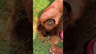 Replace Sprinkler Head in 5 Mins  Easy DIY Fix [upl. by Enomahs]