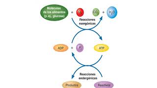 BioCPU UNSAM  Tema 2 PARTE TRES [upl. by Anagrom]