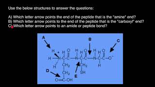 Polypeptide structure [upl. by Esihcoc]