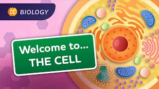 A Tour of the Cell Crash Course Biology 23 [upl. by Nnylyak]