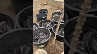 Catfish harvesting in Ghana aquaculture catfish catfishfarming farming aquaculture foryou [upl. by Barta]