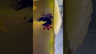 Betta fish breeding ♥️ babies update shorts bettafish breeding [upl. by Prichard]