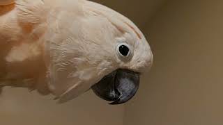 Shower Conversation With A Cockatoo [upl. by Akilak565]