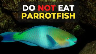 Parrotfish  Most Important Fish In The World  The Planet Voice [upl. by Nyraf127]