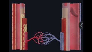 3D Micronatomy of blood vessels Tunia intima Tunica media Tunica adventitia [upl. by Vasili]