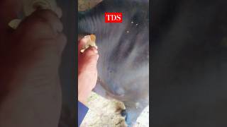 TDS  Cow Disease  Cow Treatment  Three Day Sickness Disease  cow  shorts [upl. by Doowyah]