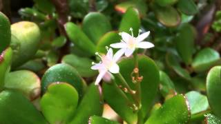 My Crassula Ovata  Money tree flowering Feb 2013 [upl. by Ahsirt]