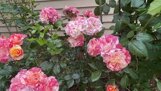 Alfred Sisley Rose June 2023 [upl. by Gnanmas]