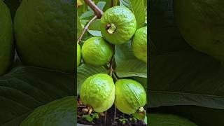 🌿How to grow guava tree great idea to propagate guava tree by air layering using a potato🥔guava [upl. by Lieberman461]