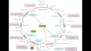 Ciclo de Krebs [upl. by Sidonnie491]