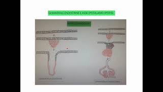 CORSO DI FISIOLOGIA UMANA  LEZIONE 34 DI 81  FISIOLOGIA DEL SISTEMA ENDOCRINO  PARTE 1 [upl. by Ullund]