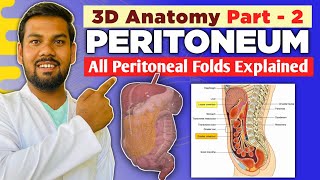 Part  2 Greater amp Lesser Omentum Mesentry Mesoappendix Transverse amp Sigmoid Mesocolon Explained [upl. by Drona]