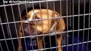 God Spelled Backwards  by Brian Oakes  Part 1 of 2  Courtesy Companion Animal Network TV [upl. by Scrivings529]