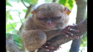 5 Facts about Tarsiers [upl. by Milford]