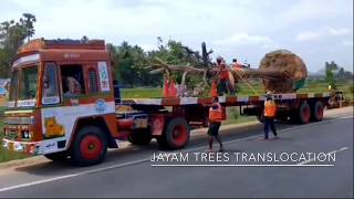 Trees Transplantation Mature trees at Krishnagiri to Salem National HighwaysTree Transplantation [upl. by Jeremiah]