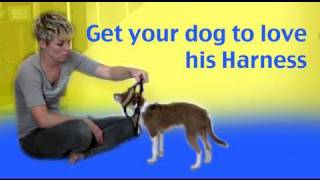 Get your dog to like having his harness put on  dog training [upl. by Blen688]