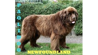 NEWFOUNDLAND DOG TOP 10 INTERESTING FACTS [upl. by Alisen]