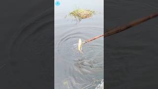 😲 Best Boat Fishing With Kotch 🌻part 77boatfishing viral shorts fish naturalfishing bigfish [upl. by Dyob165]