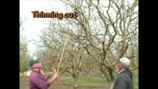 Pistachio Pruning  The Mature Tree part 1 of 3 [upl. by Atirec]