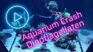 Aquarium Crash durch Dinoflagellaten  Ein Erfahrungsbericht [upl. by Anairam259]