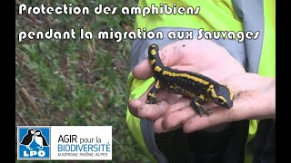 LPO Rhône  Protection des amphibiens pendant la migration aux Sauvages 69 [upl. by Bensen261]