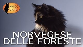 NORVEGESE DELLE FORESTE trailer documentario razza felina [upl. by Karlyn]