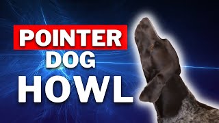 Hear the Incredible Howling of a German Shorthaired Pointer  Click to Watch [upl. by Gombach]