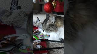 Catnip Christmas cat shortsvideo shorts [upl. by Nairb861]