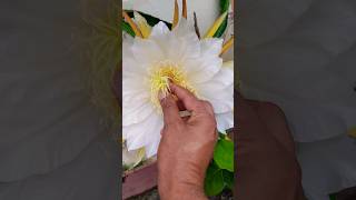 How to Hand Pollinate Dragon Fruit Flower dragonfruitflowerhandpollination dragonfruitlover [upl. by Ispep]