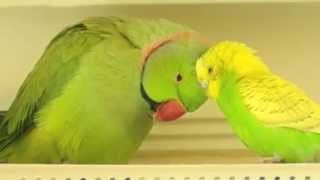 Parakeet and Indian Ringneck in LOVE [upl. by Intosh166]