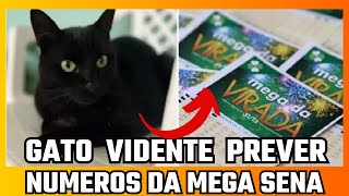 GATO VIDENTE PREVÊ NÚMEROS DA MEGA DA VIRADA [upl. by Euqinim]