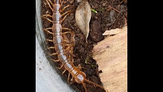 Biggest Centipede in the UK [upl. by Ysnil]