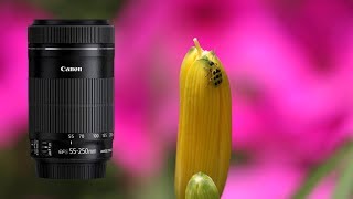 Canon EFS 55250mm IS STM Shots [upl. by Sacks]