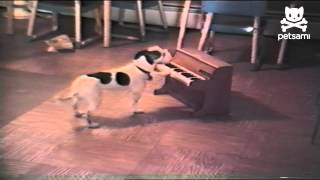 Puppy sings and plays the piano [upl. by Roman]