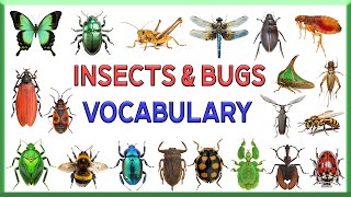 Insects Vocabulary  Bug amp Insects Vocabulary  100 Insects Names  Insects  Kids Educational Topic [upl. by Leribag]