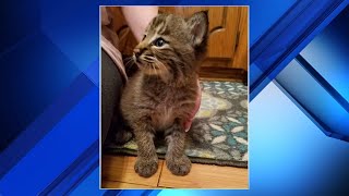 Familys new kitten turns out to be a bobcat [upl. by Eylsel]