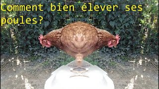 Comment bien élever ses poules Ce quil faut savoir pour débuter  Mes poules et moi [upl. by Frager]