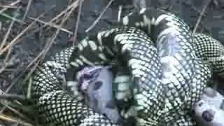 King Snake vs Copperhead [upl. by Rezeile432]