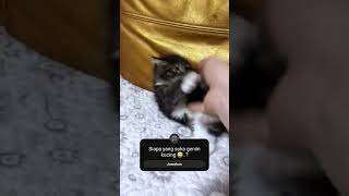 siapa yang suka geniin kucing kucing [upl. by Ditter237]