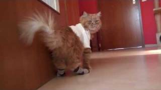 Lustige Katze mit Socken Crazy Cat Lacky Cat [upl. by Asirram]