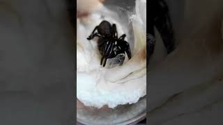 Deadly Funnel Web Spider Unboxing [upl. by Sugirdor]