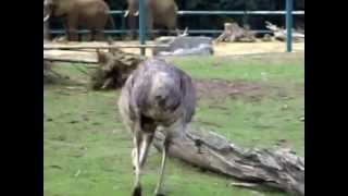 GiraffesOstrichZebrasAfrican ElephantsEmusJapanese Cranes in Olmense Zoo [upl. by Ferretti]