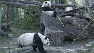 Paarungszeit der Großen Pandas im Tiergarten Schönbrunn I Giant Panda mating season at Vienna Zoo [upl. by Tudela]