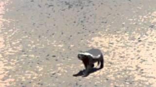 Honey Badger  The Most Fearless Animal On Earth [upl. by Calandria411]