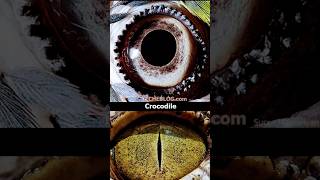 Zooming Nature Eyes 👀  Macro Lens World 🌍🌎 [upl. by Maguire]