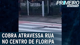 Educada e consciente cobra atravessa rua na faixa de pedestres  Primeiro Impacto 090323 [upl. by Kery]